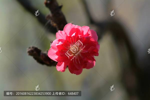 榆葉梅花朵特寫