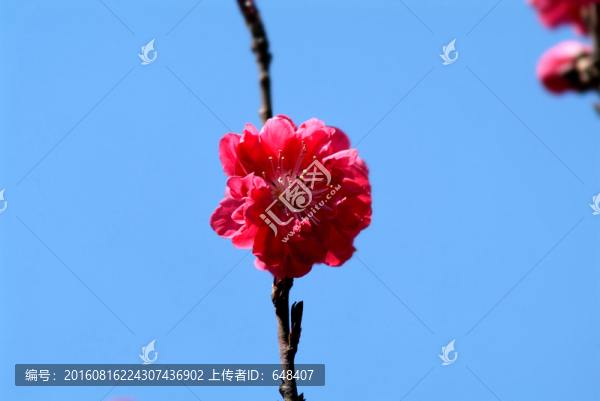 特寫,榆葉梅