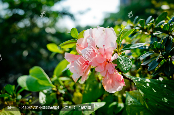 杜鵑花