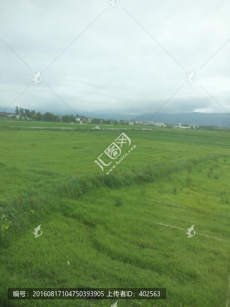 稻田