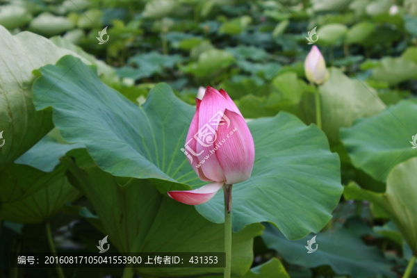 荷花