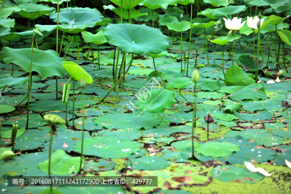 荷花池