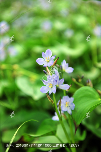 紫色小花