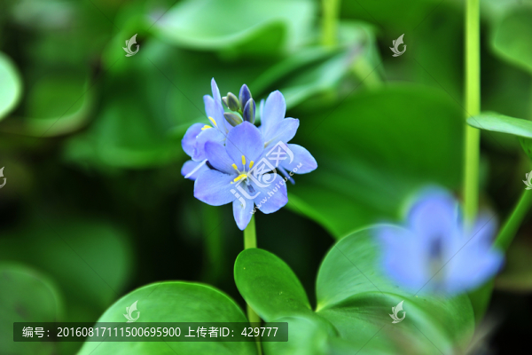 紫色花