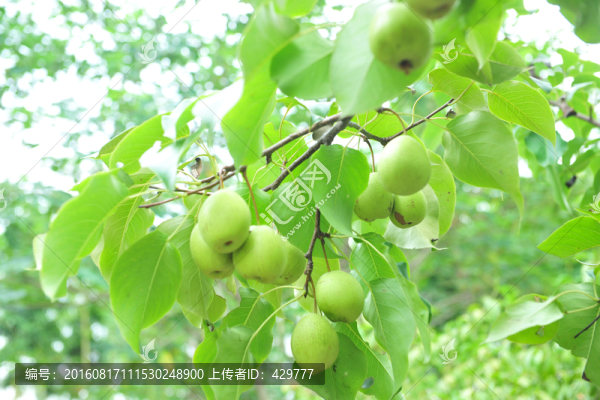 梨樹,梨,,青梨