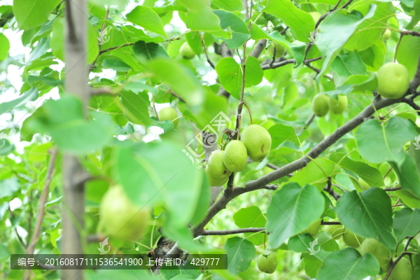 梨樹,梨,,青梨