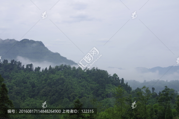 沐川竹海風(fēng)景