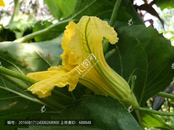 南瓜花