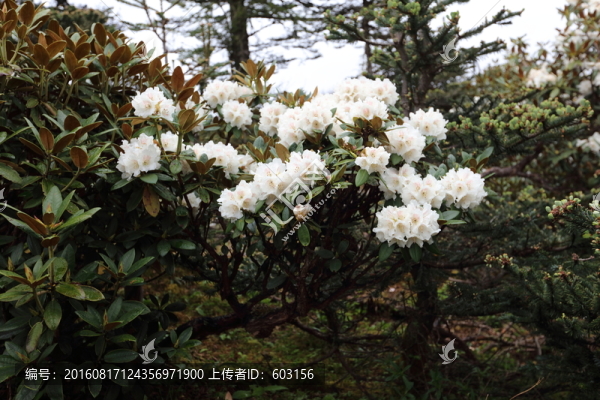 碧沽天池