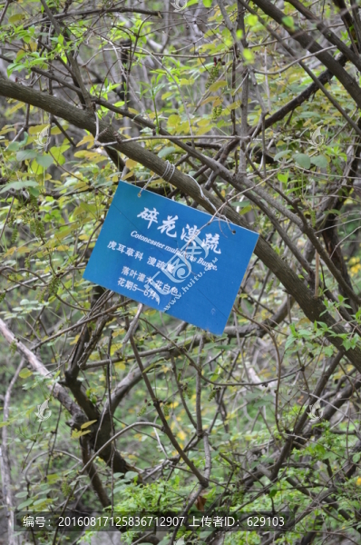 樹叢