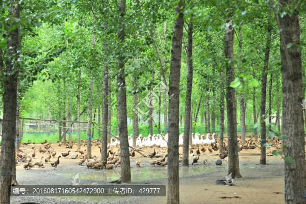 養(yǎng)殖場,畜牧養(yǎng)殖,生態(tài)養(yǎng)殖