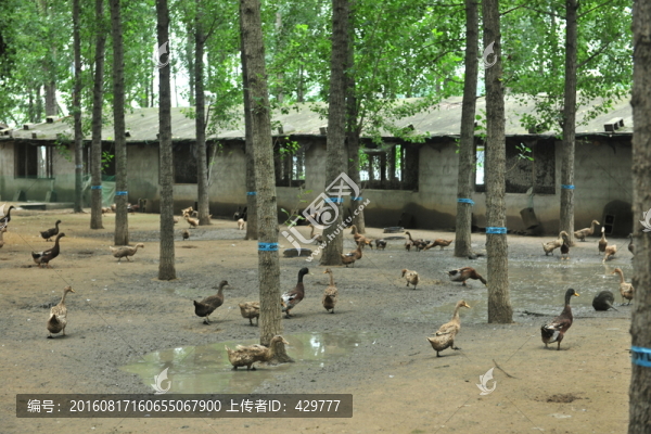 散養(yǎng)鴨,鴨群,養(yǎng)鴨場