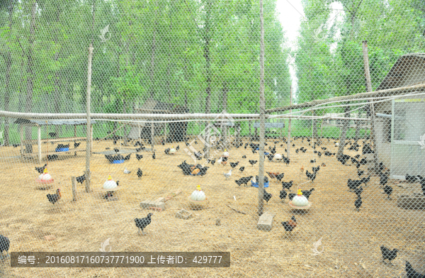 雞養(yǎng)殖,養(yǎng)殖業(yè),家禽