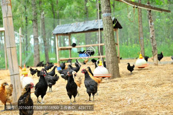 雞養(yǎng)殖,養(yǎng)殖業(yè),家禽