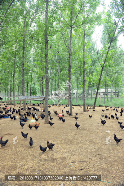 生態(tài)養(yǎng)殖,生態(tài)莊園