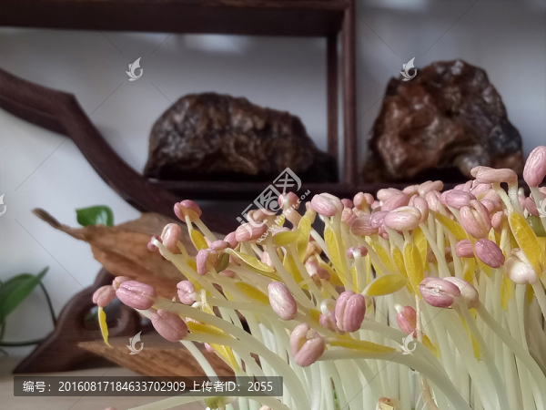綠豆芽