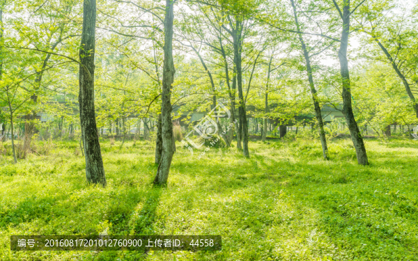 草地,樹(shù)林