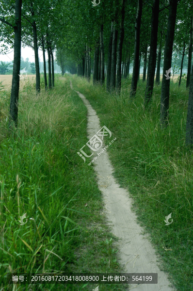 林間小路