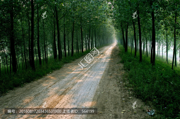 林間小路