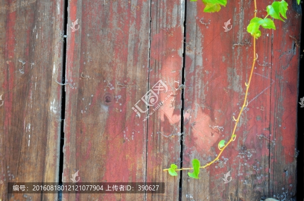 垂藤,爬山虎,木板墻,植物墻