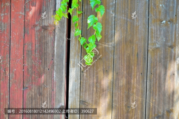 垂藤,爬山虎,木板墻,植物墻