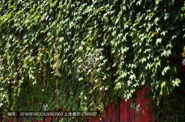植物墻,爬山虎,綠葉背景