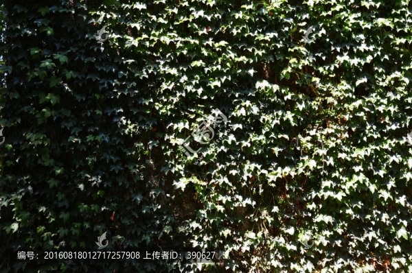 植物墻,爬山虎,綠葉背景