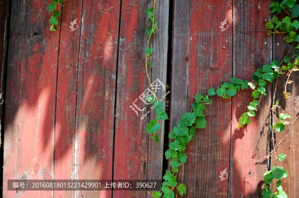 垂藤,爬山虎,木板墻,植物墻