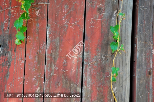 垂藤,爬山虎,木板墻,植物墻