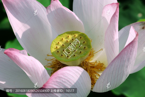 荷花,蓮花