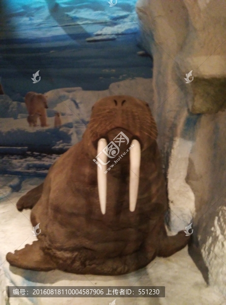 野生動物標本