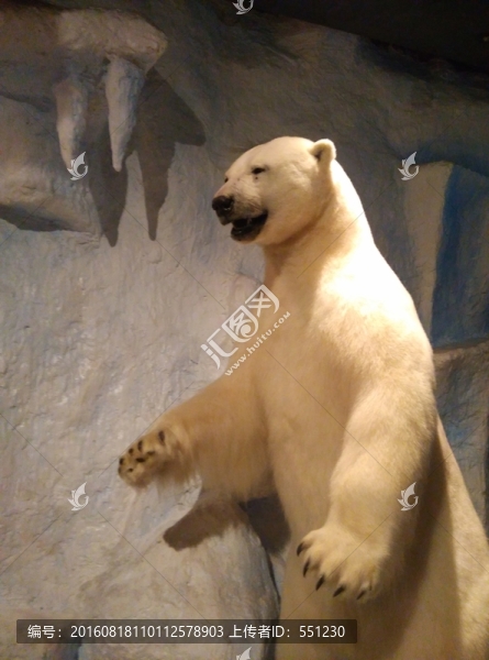 野生動物標本