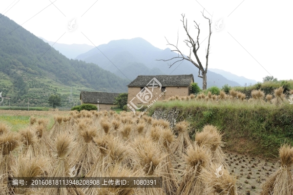 泥墻屋
