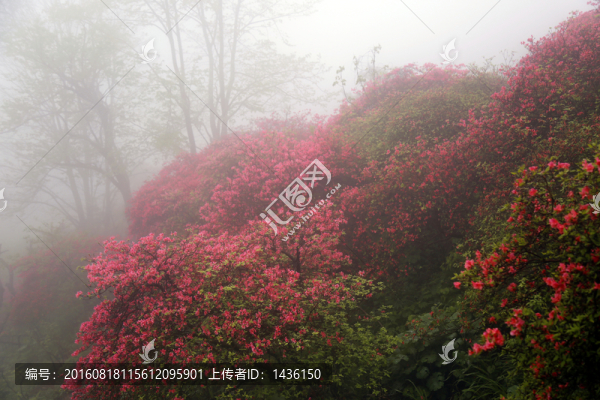 漫山杜鵑花