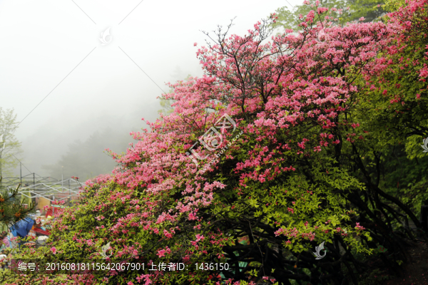 杜鵑花開