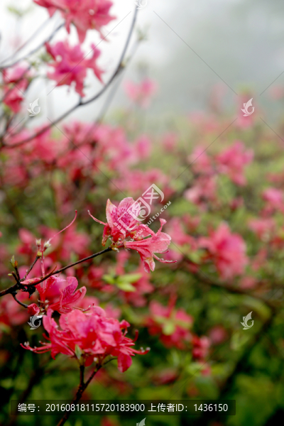 杜鵑花,,紅杜鵑
