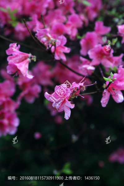 杜鵑花,,花背景