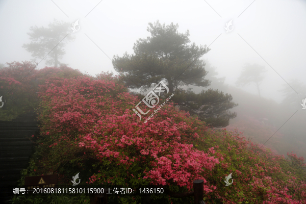 漫山紅遍,杜鵑花開(kāi)