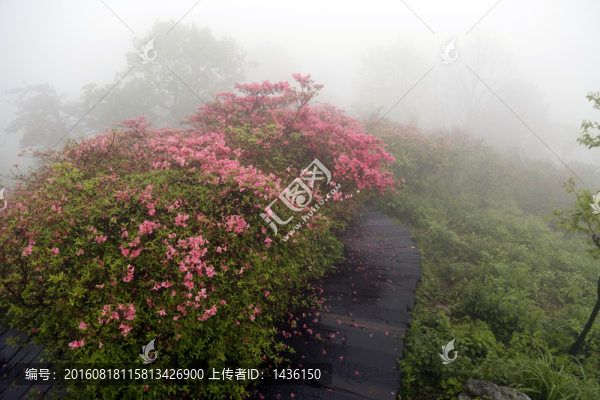 杜鵑花