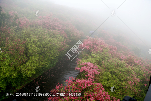 漫山杜鵑,杜鵑花開