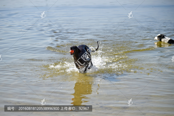 狗狗戲水