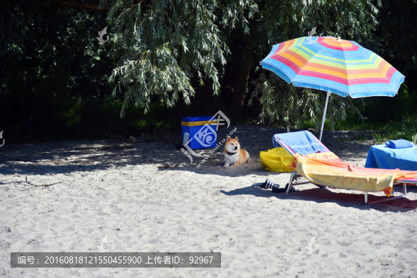 秋田犬