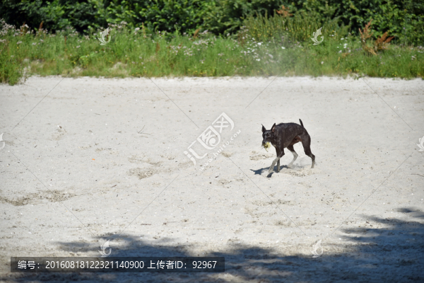 萌狗