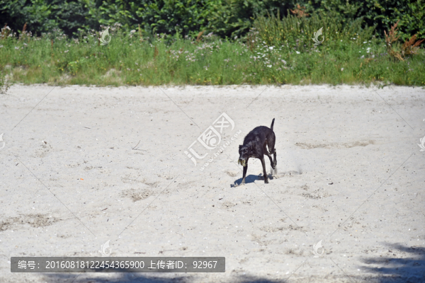 細犬