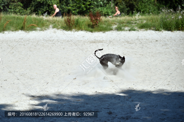 細(xì)犬