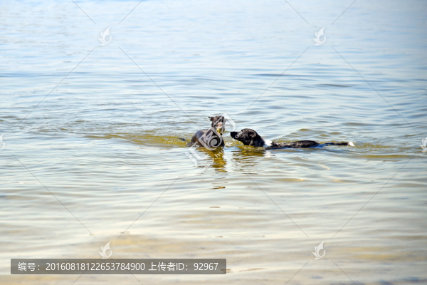 沙灘狗