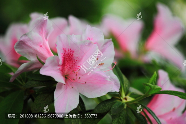 杜鵑花