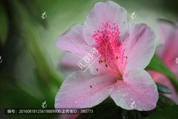 杜鵑花