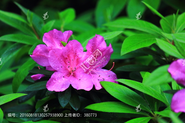 杜鵑花