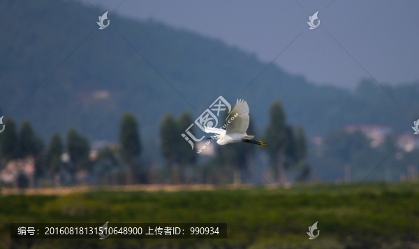 白鷺
